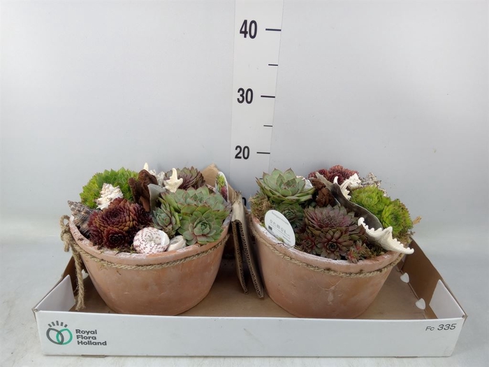 <h4>Arr.  Sempervivum L%</h4>
