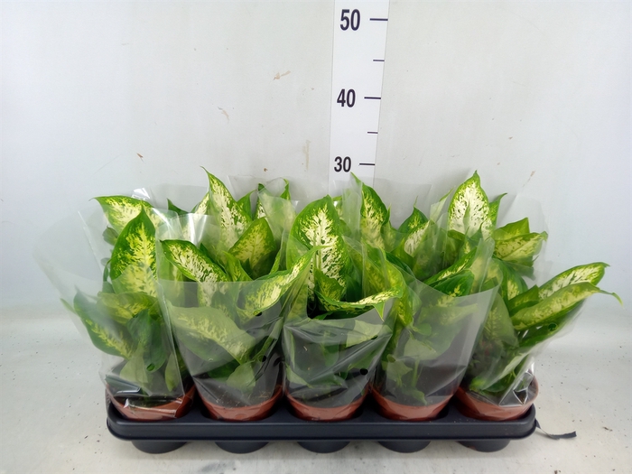 <h4>Dieffenbachia  'Compacta'</h4>