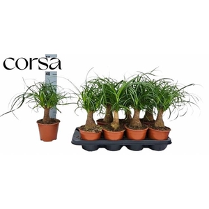 BEAUCARNEA RECUR