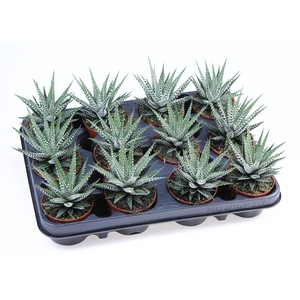 Haworthia fasciata 'Big Band'