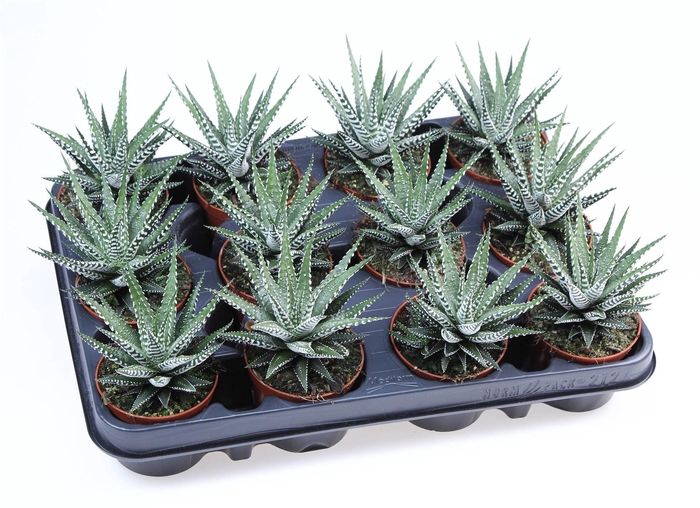 <h4>Haworthia fasciata 'Big Band'</h4>