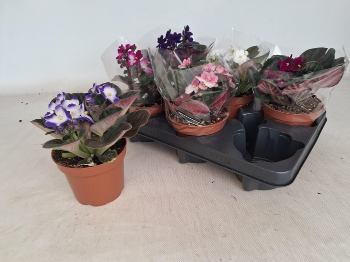 <h4>SAINTP GEM 5 KL</h4>