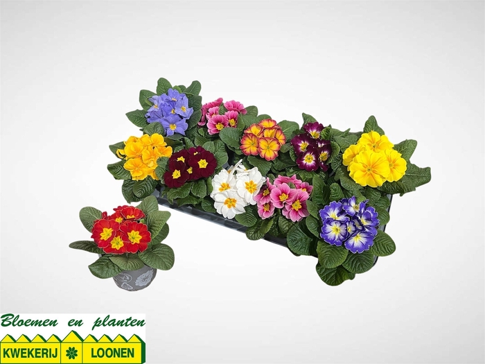 <h4>PRIM AC PARADISO GEM</h4>