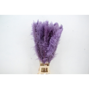 DF Pampas 130cm Milka