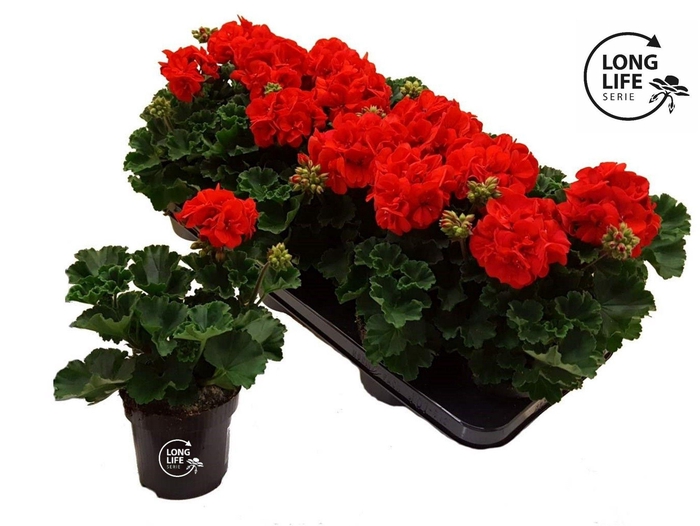 <h4>LongLife Zonale Dark Red</h4>