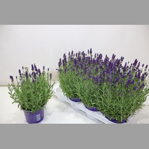 Lavan An Va D Violet