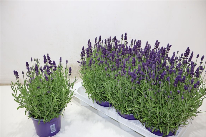 <h4>Lavan An Va D Violet</h4>