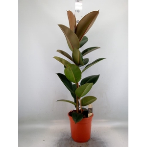 Ficus elastica 'Robusta'