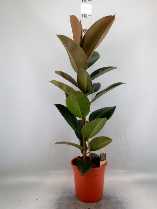 <h4>Ficus elastica 'Robusta'</h4>