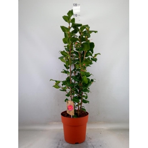 Camellia japonica 'Dr King'