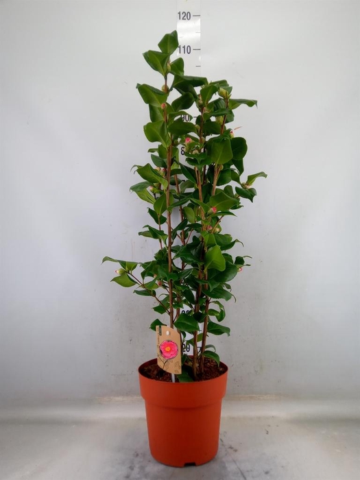 <h4>Camellia japonica 'Dr King'</h4>