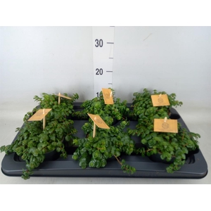 Sedum makinoi 'Kosmosje'