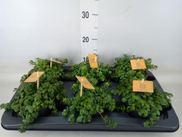 <h4>Sedum makinoi 'Kosmosje'</h4>