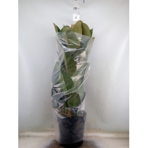 Ficus elastica 'Robusta'