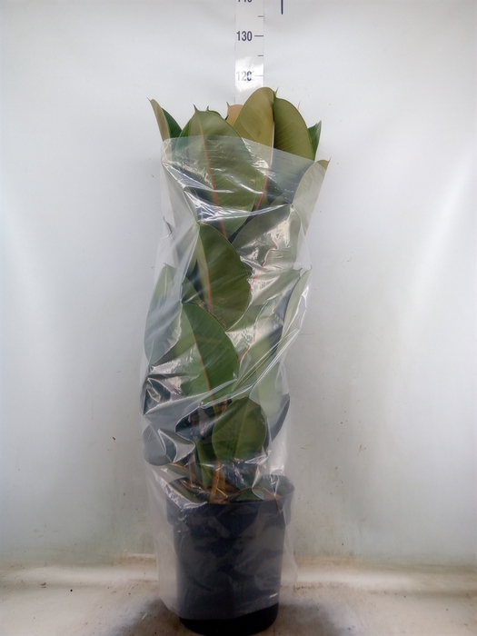 <h4>Ficus elastica 'Robusta'</h4>
