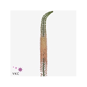 Eremurus Romance