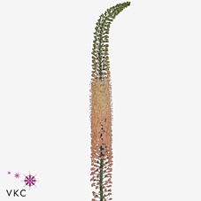 <h4>Eremurus Romance</h4>