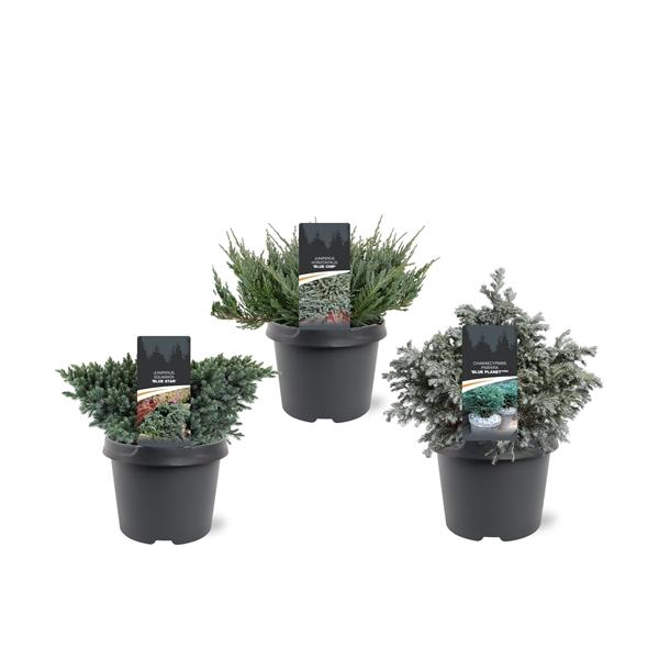 <h4>Coniferen Blue mix</h4>