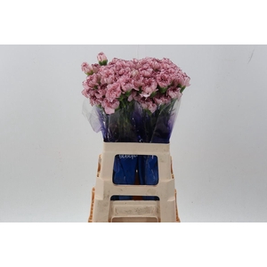 Dianthus ST 'Mariposa'