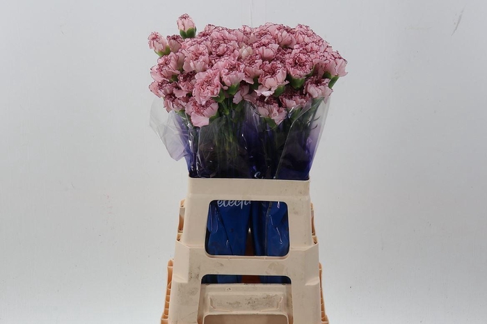 <h4>Dianthus ST 'Mariposa'</h4>