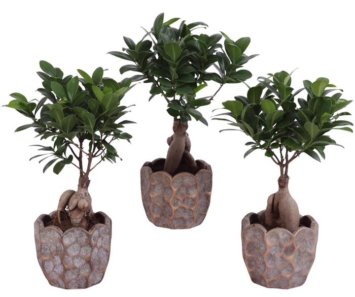 <h4>Ficus m. Ginseng Ball Shape Ø09cm in Ø12cm Ceramic PL670</h4>