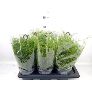 Rhipsalis baccifera 'Oasis'