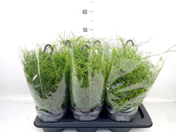 <h4>Rhipsalis baccifera 'Oasis'</h4>