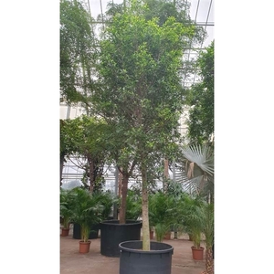 Ficus Nitida