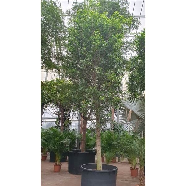 <h4>Ficus Nitida</h4>