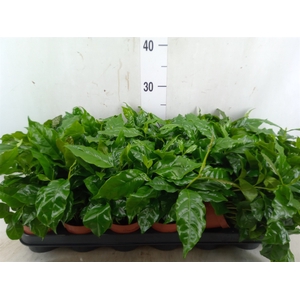 Coffea arabica