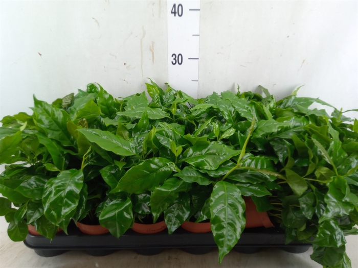 <h4>Coffea arabica</h4>
