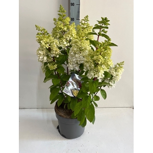 HYDR PANICULATA