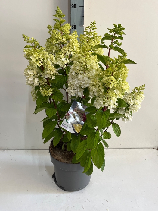 <h4>HYDR PANICULATA</h4>