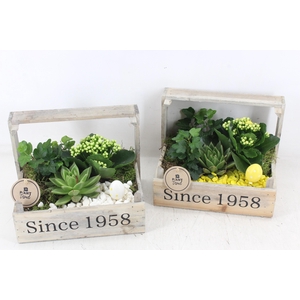 arr2 PL - Bollenkist 1958 - geel/wit