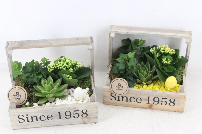 <h4>arr2 PL - Bollenkist 1958 - geel/wit</h4>