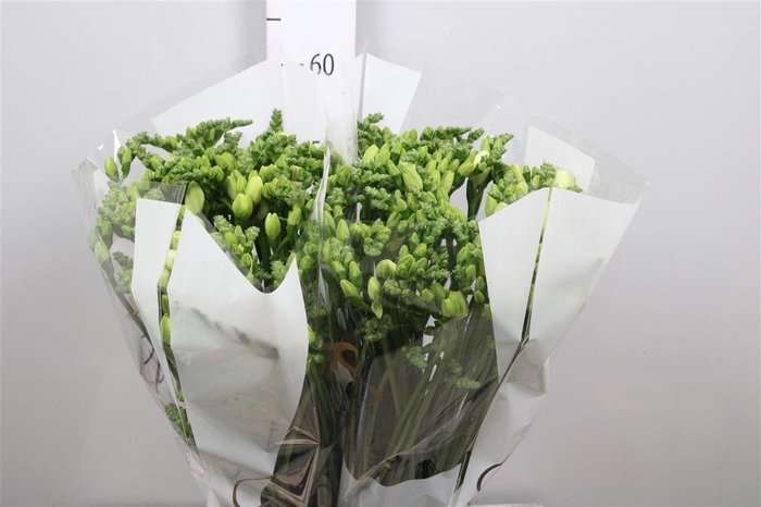 <h4>Fr Du Essence</h4>