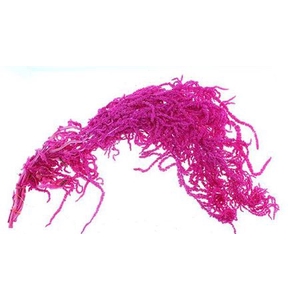 Dried Amaranthus Cerise