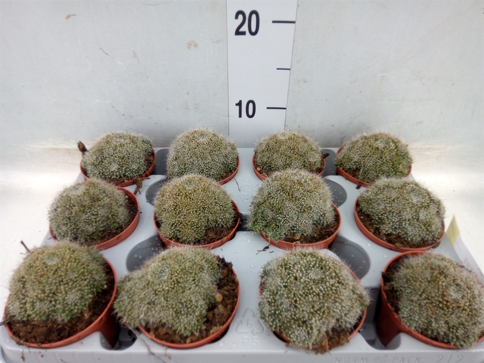 <h4>Mammillaria</h4>