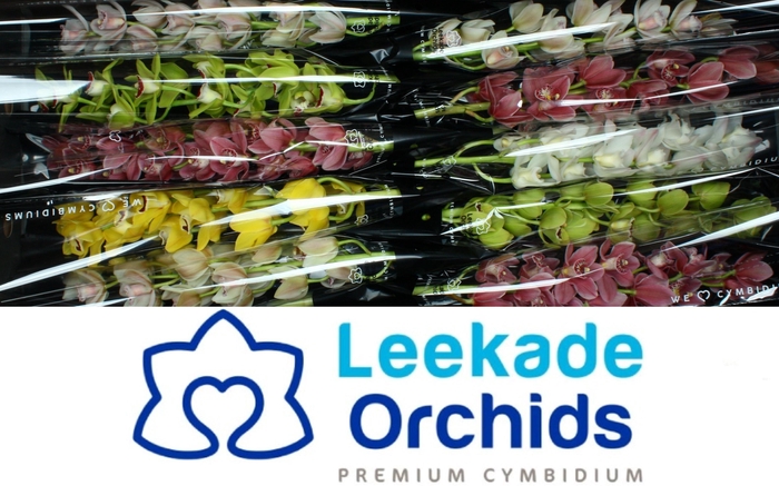 <h4>CYMB MI GEM</h4>