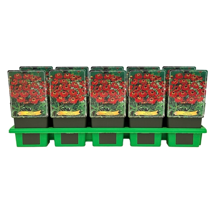 <h4>Helenium</h4>