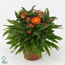 Bracteanta Mohave Autumn Bronze