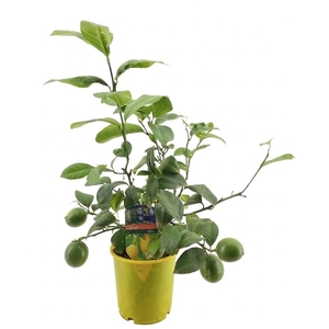 Citrus lemon