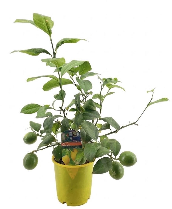 <h4>Citrus lemon</h4>