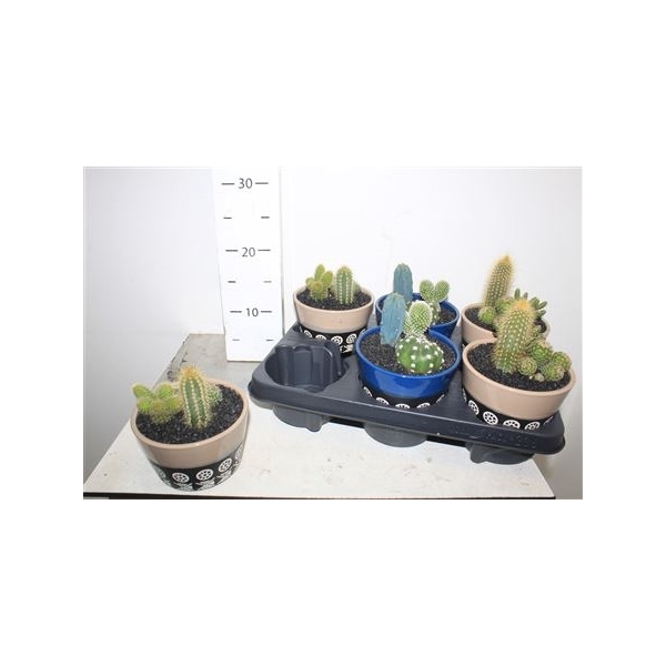 <h4>Arr Cactus Ceramic</h4>