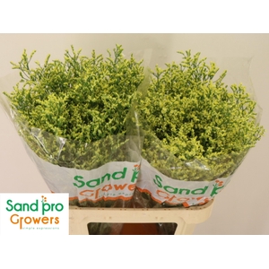 LIM SIN CHINA SUMMER