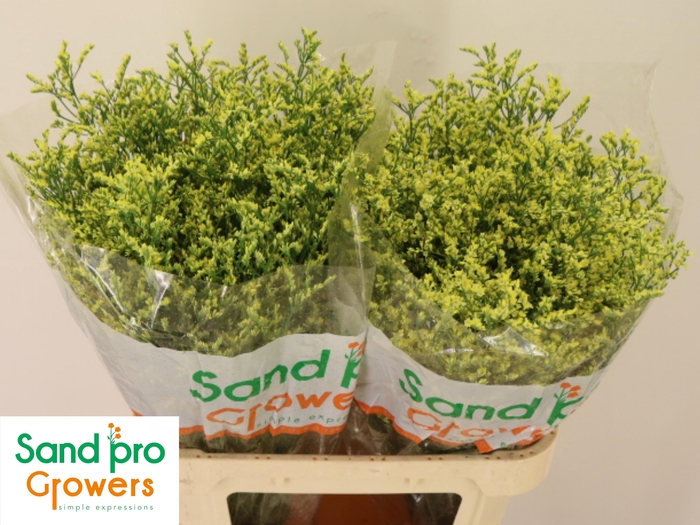 <h4>LIM SIN CHINA SUMMER</h4>