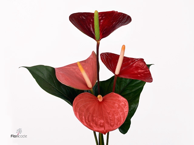 Anthurium mix Love