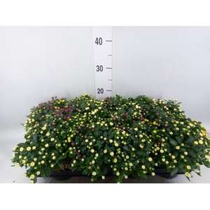 Chrysanthemum  'Rosanna Car'  ..mix