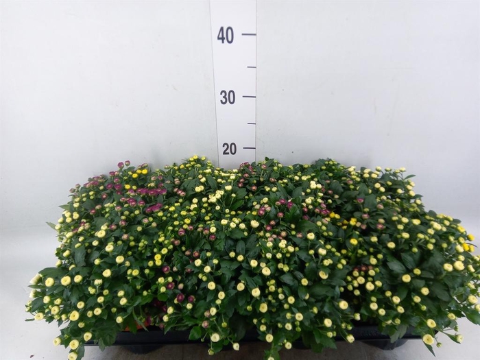 Chrysanthemum  'Rosanna Car'  ..mix