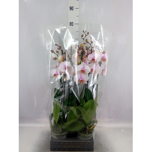 Phalaenopsis  'Anthura Madrid'